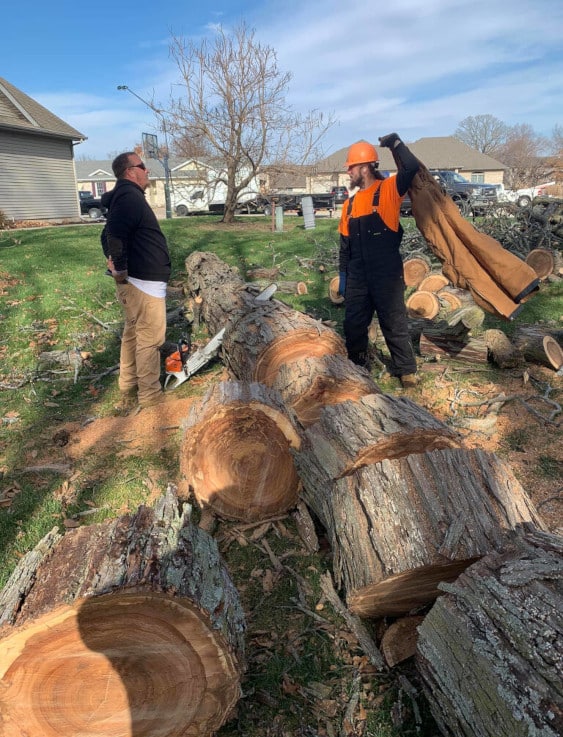 People working on trimming a tree