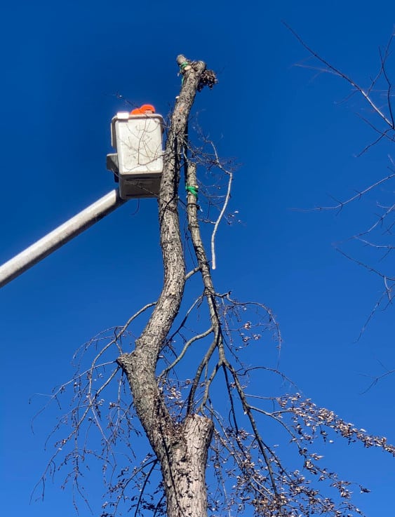 Person lifting trimming a tree in a bucket lift