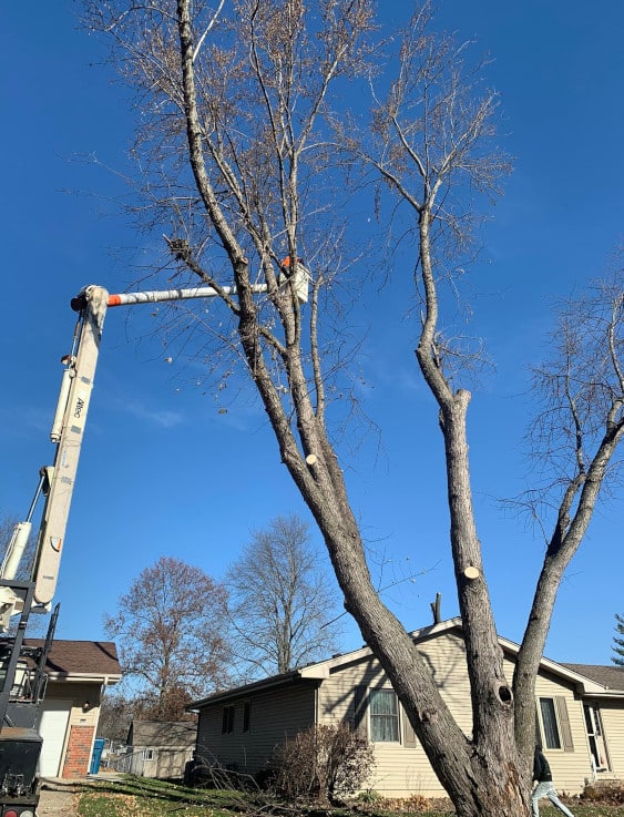 Person trimming a tree in a lift