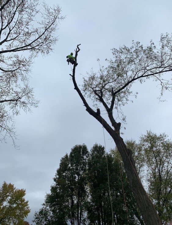 Man high up in a tree