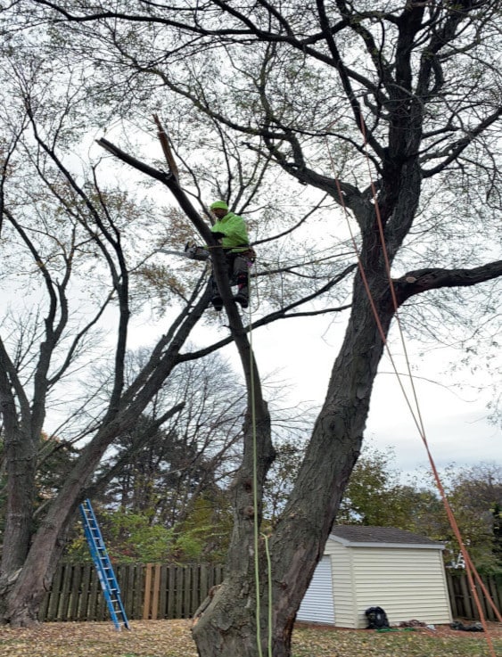 Person trimming a tree with ropes