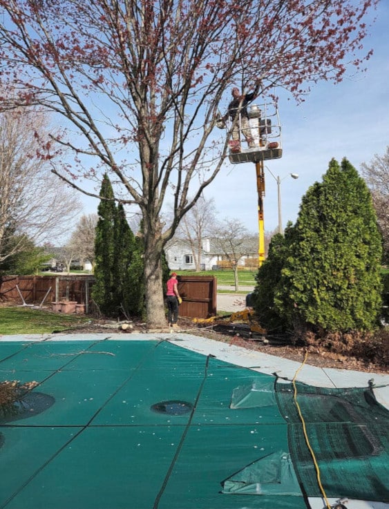 Person trimming a tree over a pool with a lift