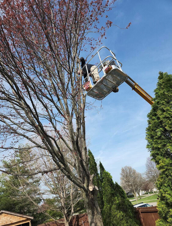 Person trimming a tree with a lift