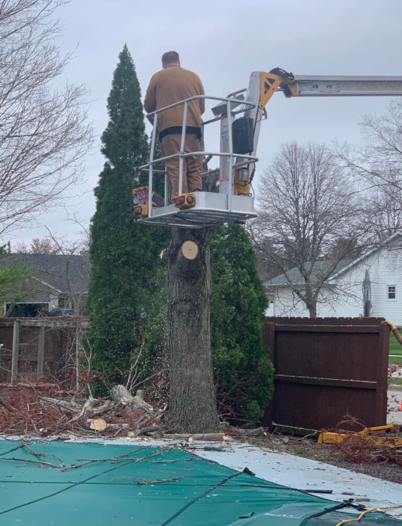 Tree trimming by a pool with a lift