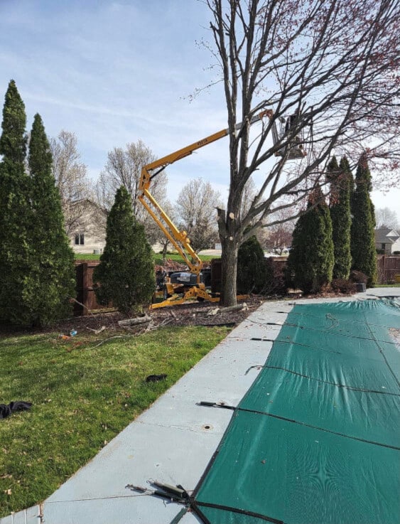 Tree trimming poolside