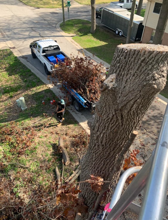 Tree being taken down