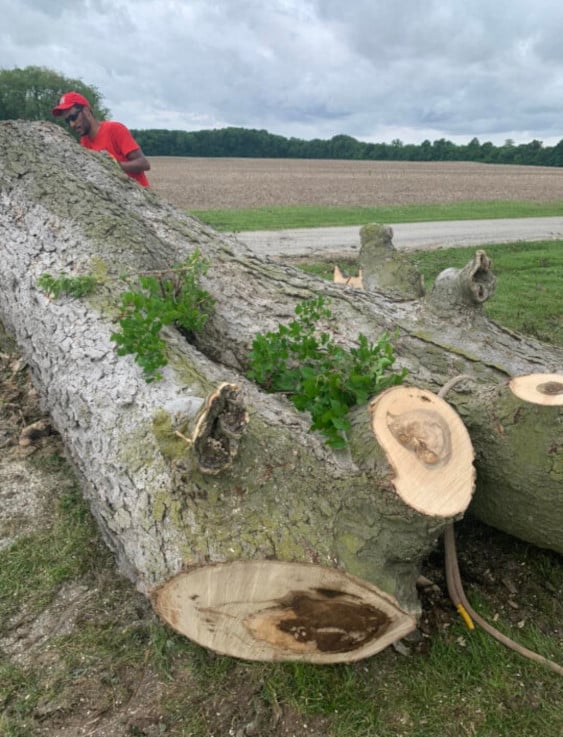 Tree trunk being removed