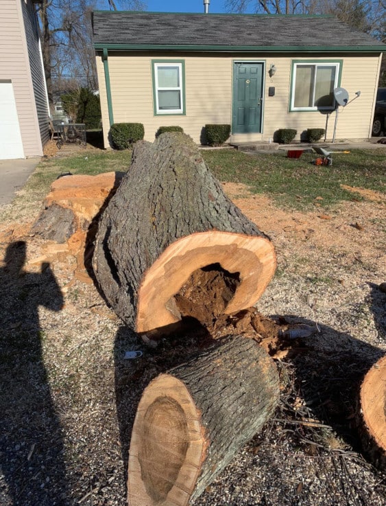 Tree trunk with decayed center section