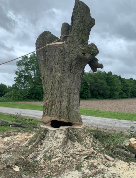 Tree trunk being removed