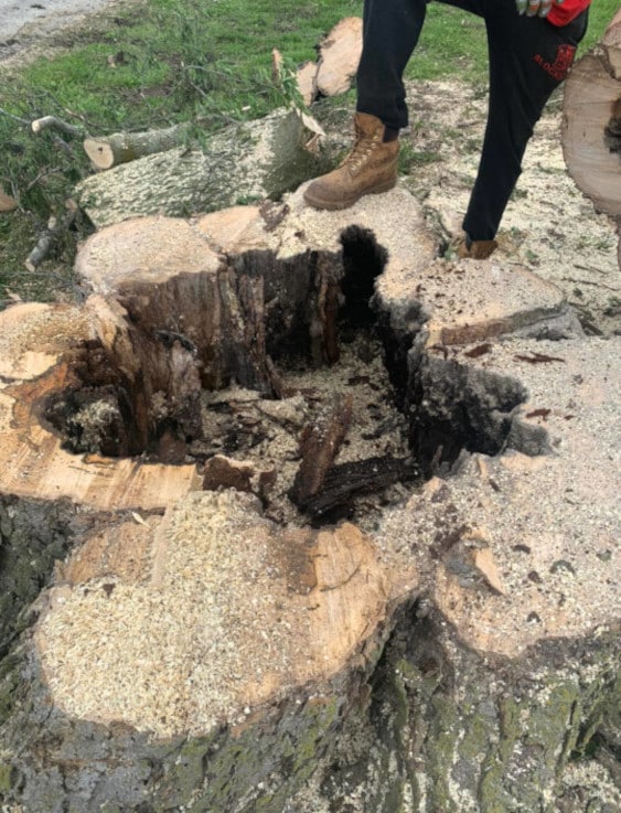 Tree Stump with decayed center