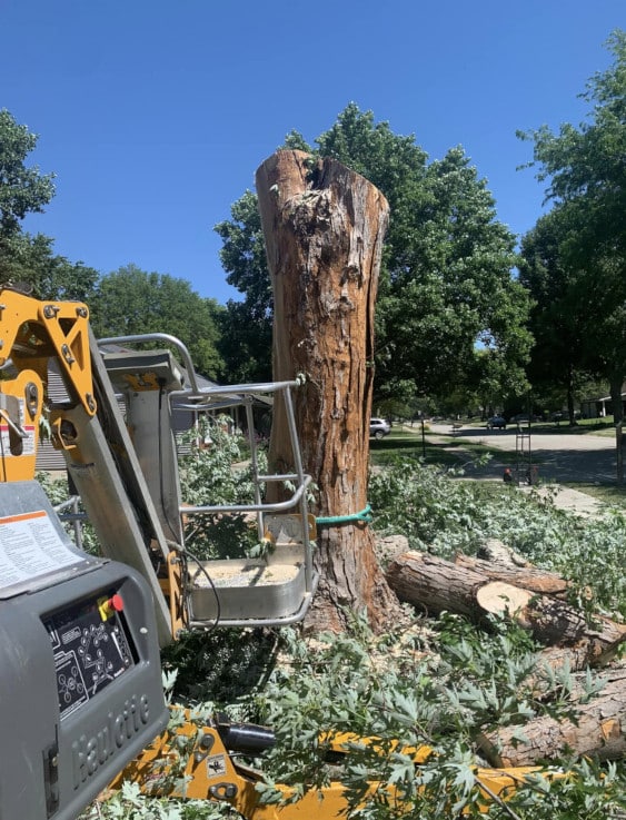 Tree trunk being removed with a lift