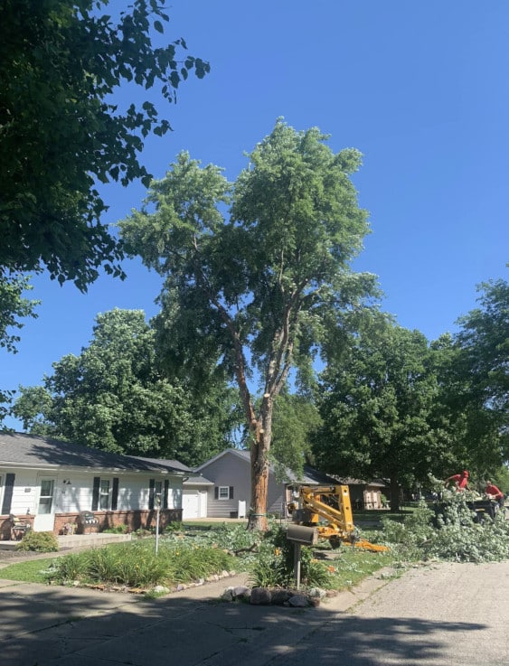 Tall tree being trimmed