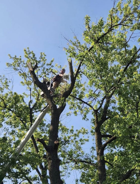 Person trimming a tree