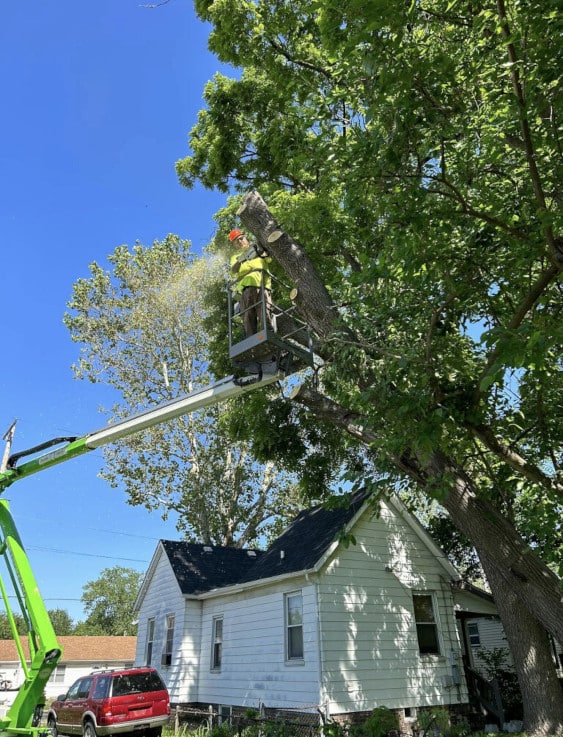 Person in a tree trimming branches