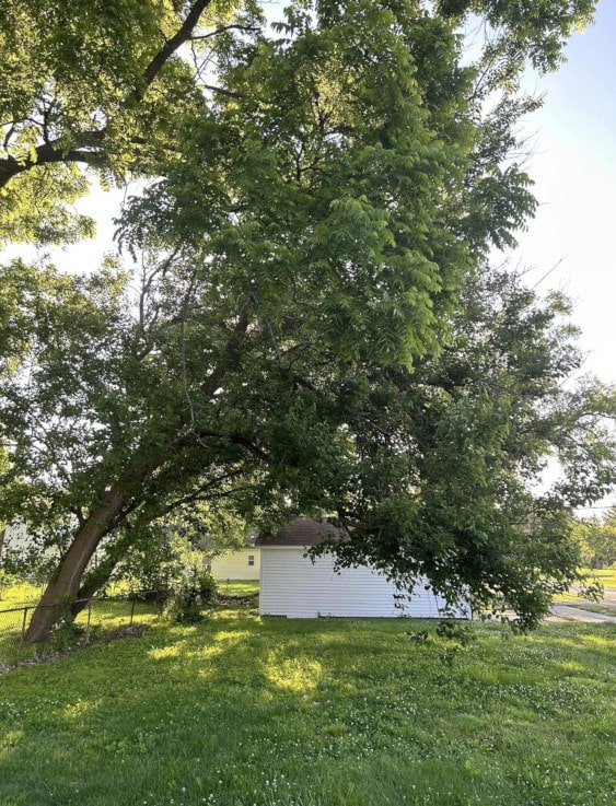 Tree leaning over ready for a trim