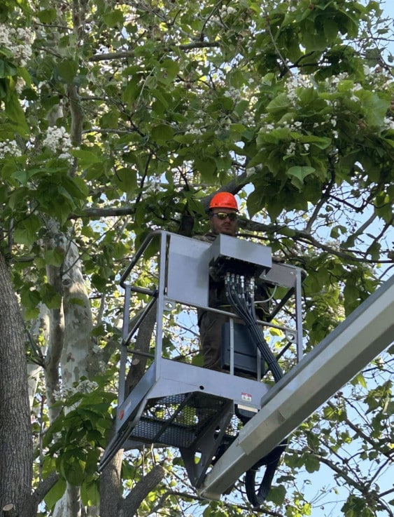 Person in a lift trimming a tree