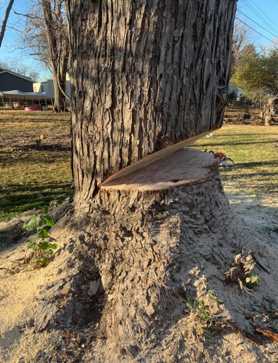 V-cut in a tree being ready to be taken down