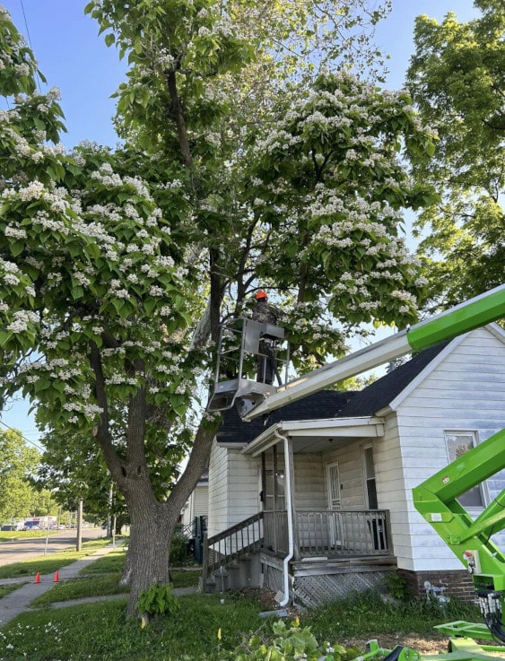 Person on a lift trimming a tree