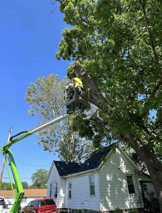 Person in a lift trimming trees