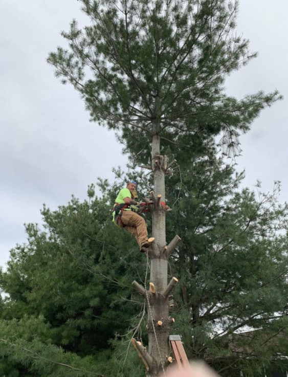 Man climbing a tree while trimming branches