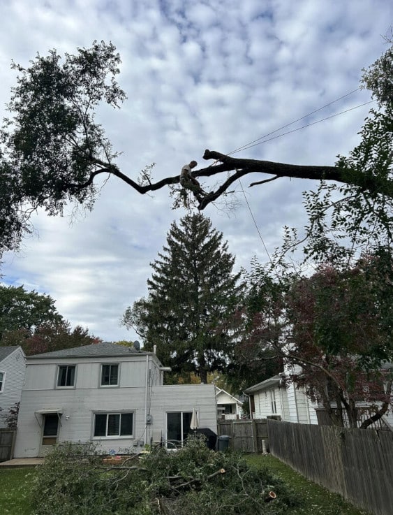 Person hanging on a limb trimming a tree