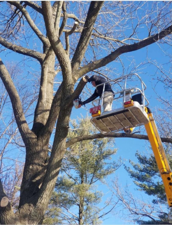 Person trimming a tree with a lift