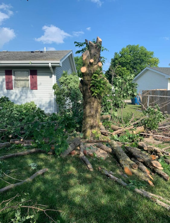 Tree trimming with limbs on the ground