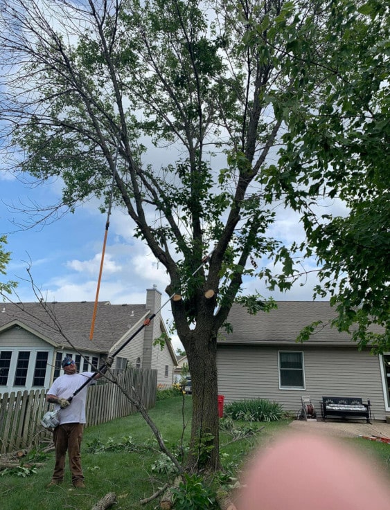 Person trimming a tree with ropes