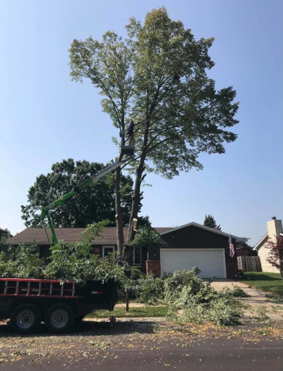 Person trimming a tree with a truck for removal of trunk