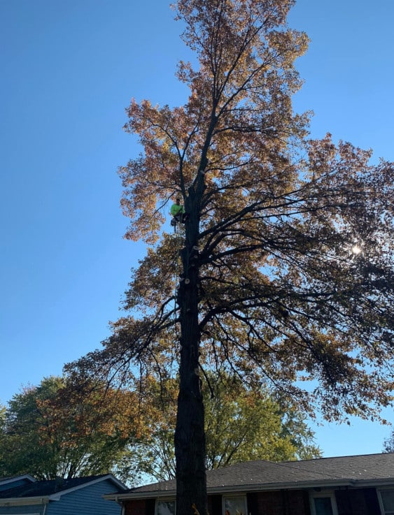 Person high in a tree