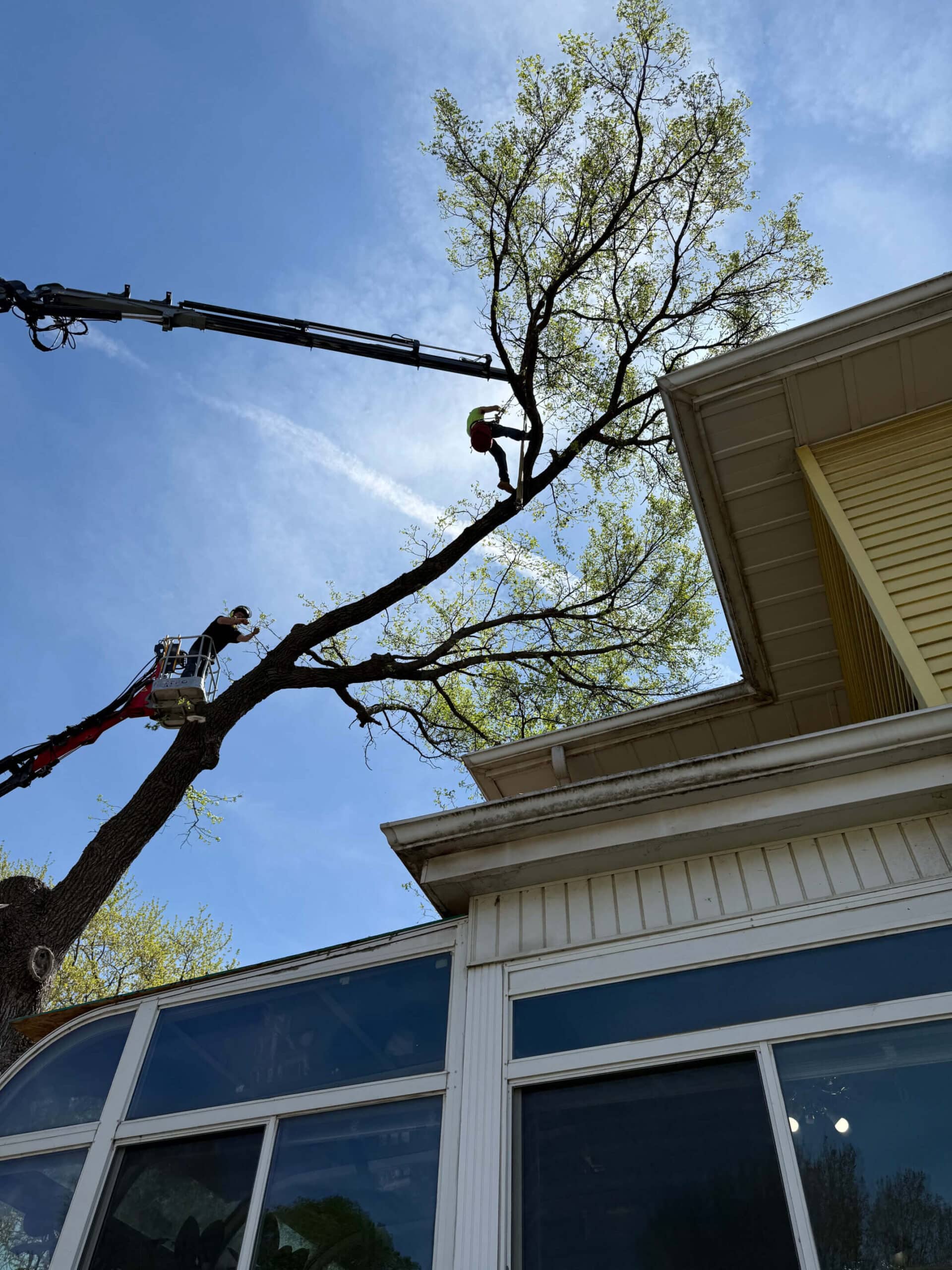 Rumble Bee Tree Service Trimming Tall Trees