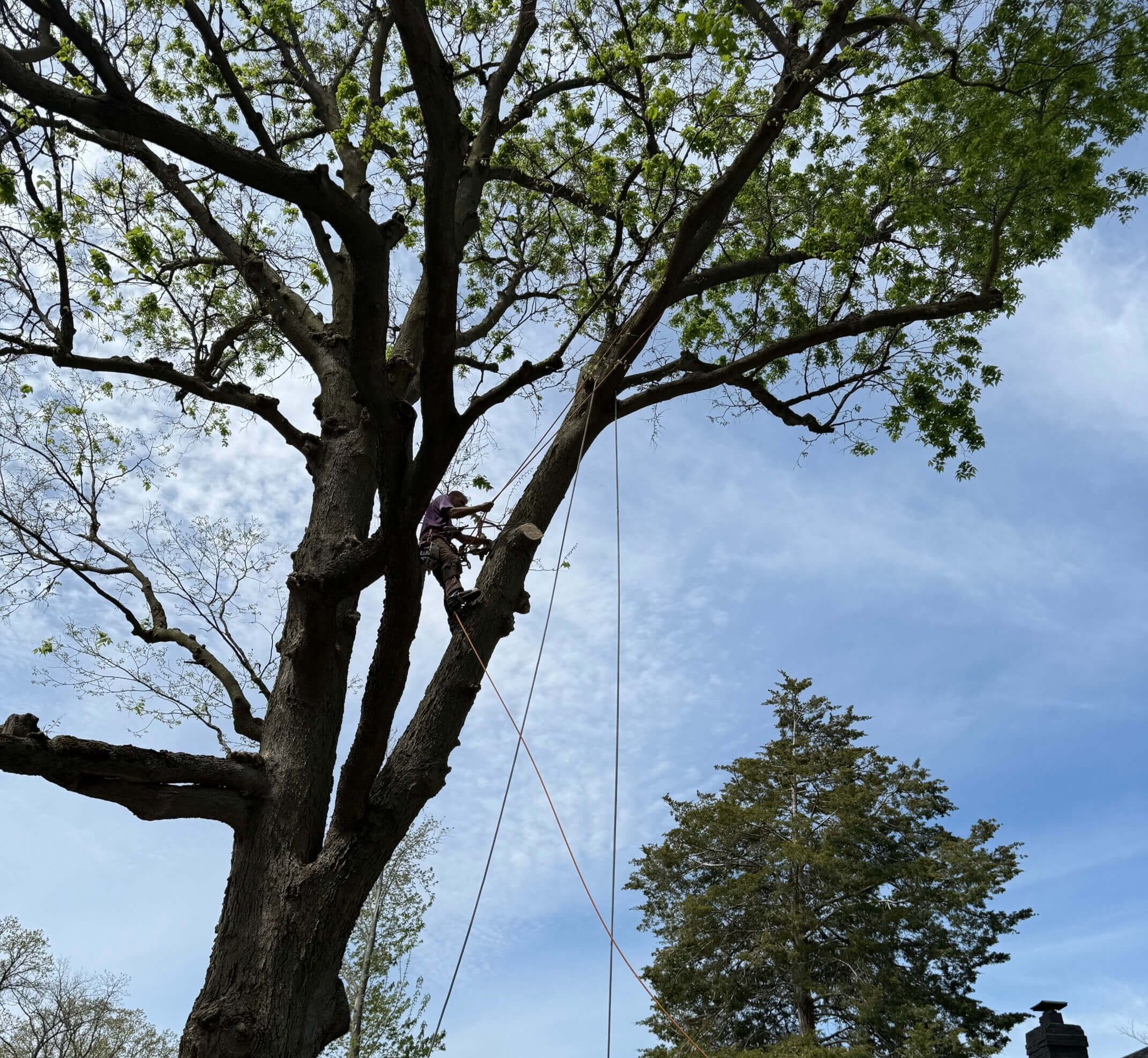 Spring Tree Trimming 1