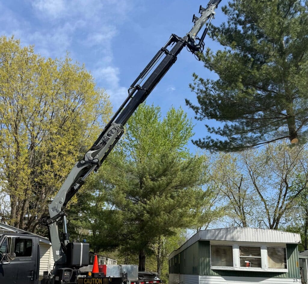Spring Tree Trimming 2