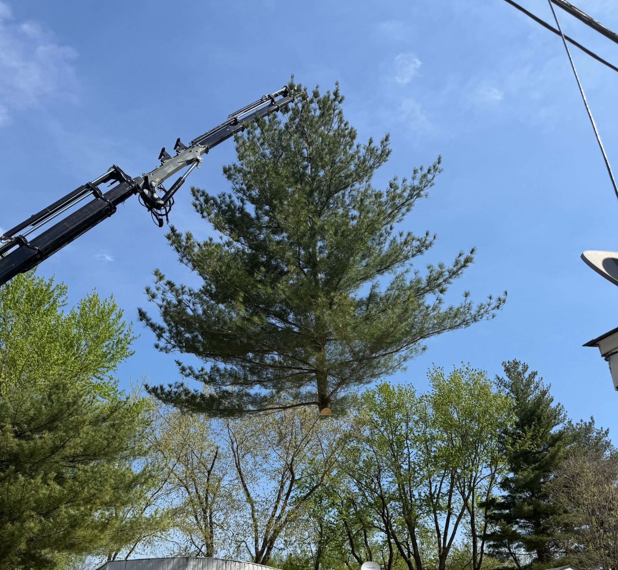 Spring Tree Trimming 3