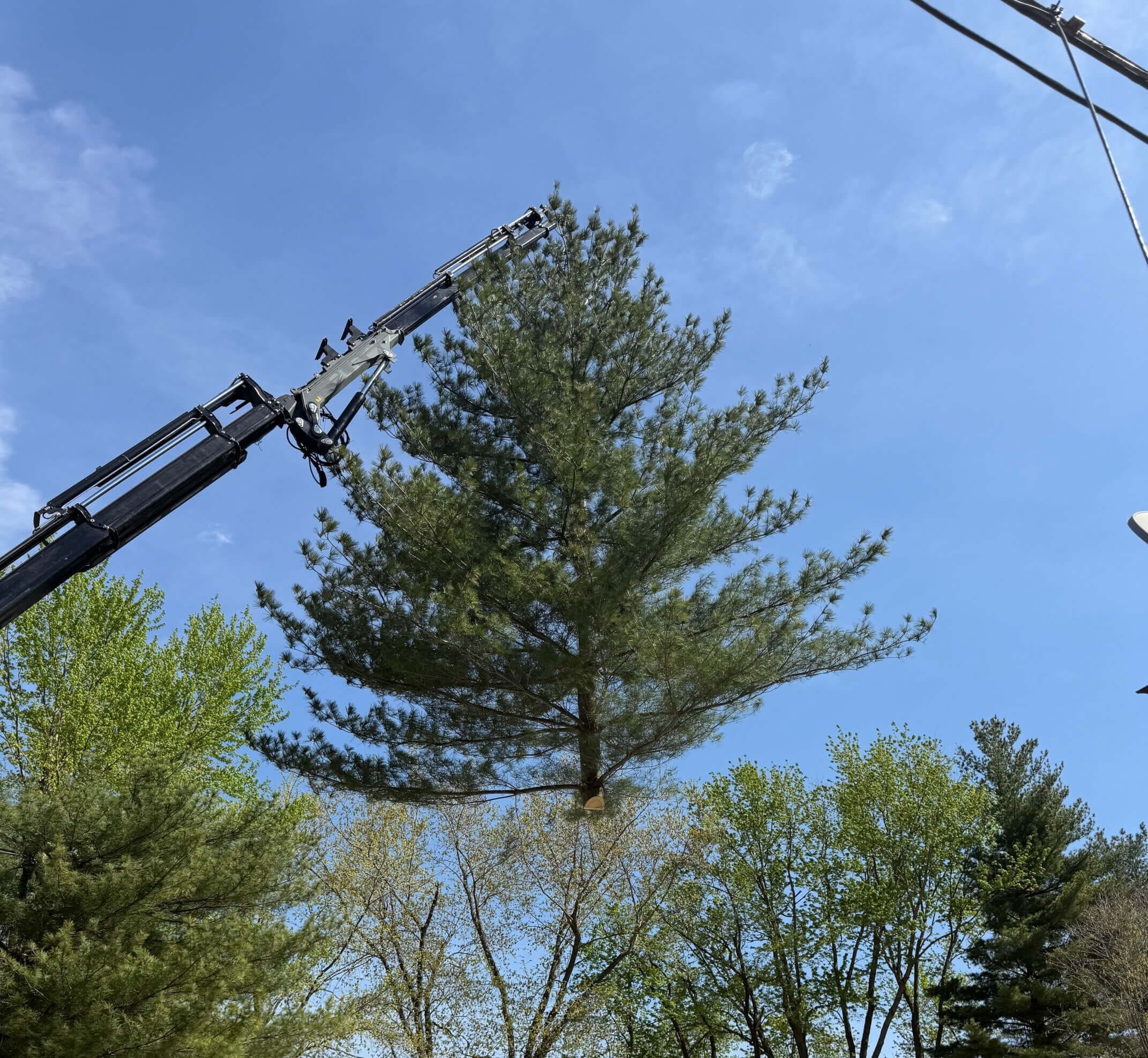 Spring Tree Trimming 4